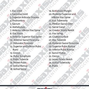 Axis Scientific Male Pelvis Model, Life Size Pelvic Human Anatomy Features Hip, Sacrum, and Coccyx, Includes Detailed Manual