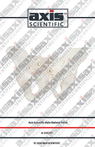 Axis Scientific Male Pelvis Model, Life Size Pelvic Human Anatomy Features Hip, Sacrum, and Coccyx, Includes Detailed Manual