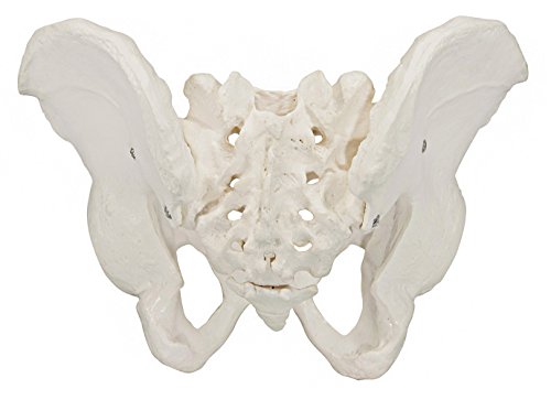 Axis Scientific Male Pelvis Model, Life Size Pelvic Human Anatomy Features Hip, Sacrum, and Coccyx, Includes Detailed Manual
