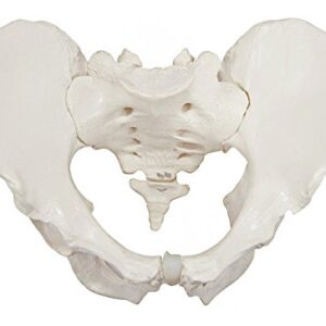 Axis Scientific Male Pelvis Model, Life Size Pelvic Human Anatomy Features Hip, Sacrum, and Coccyx, Includes Detailed Manual