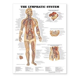 the lymphatic system anatomical chart