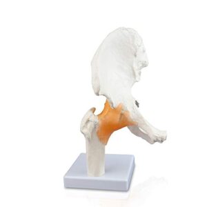 vision scientific vaj233 classic functional hip joint model, articulates with life-like flexible ligaments, features femur, hip bone & surrounding ligaments