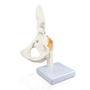 Vision Scientific VAJ233 Classic Functional Hip Joint Model, Articulates with Life-Like Flexible Ligaments, Features Femur, Hip Bone & Surrounding Ligaments