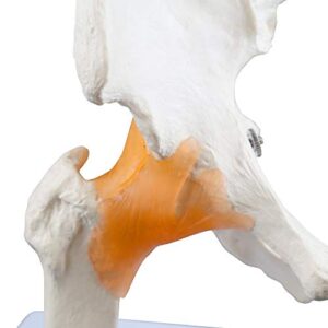 Vision Scientific VAJ233 Classic Functional Hip Joint Model, Articulates with Life-Like Flexible Ligaments, Features Femur, Hip Bone & Surrounding Ligaments