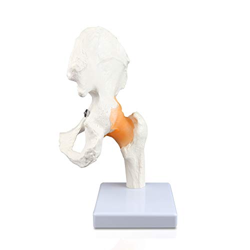 Vision Scientific VAJ233 Classic Functional Hip Joint Model, Articulates with Life-Like Flexible Ligaments, Features Femur, Hip Bone & Surrounding Ligaments