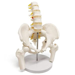 Evotech Male Pelvis Model with 5 Lumbar Spine, W/Removable Femur Head, Life Size Anatomy Medical Model for Science Education, Medical Demonstration Tool