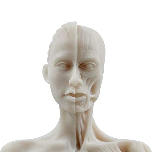 Global-Dental 1 Pcs 11 Inch Female Human Anatomical Model Art Anatomical Figure White Color