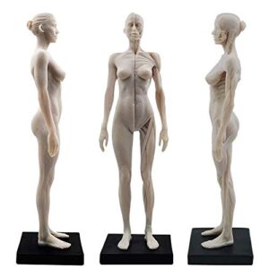 Global-Dental 1 Pcs 11 Inch Female Human Anatomical Model Art Anatomical Figure White Color