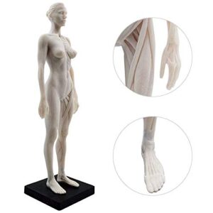 Global-Dental 1 Pcs 11 Inch Female Human Anatomical Model Art Anatomical Figure White Color