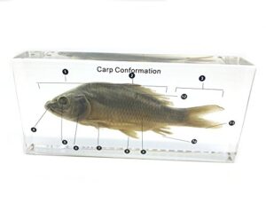 fish carp conformation specimen in acrylic block paperweights science classroom specimens for science education