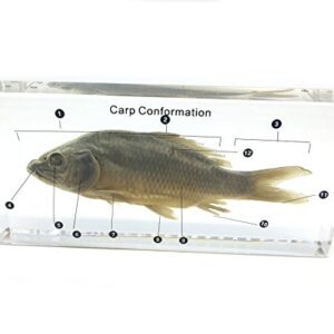 Fish Carp Conformation Specimen in Acrylic Block Paperweights Science Classroom Specimens for Science Education