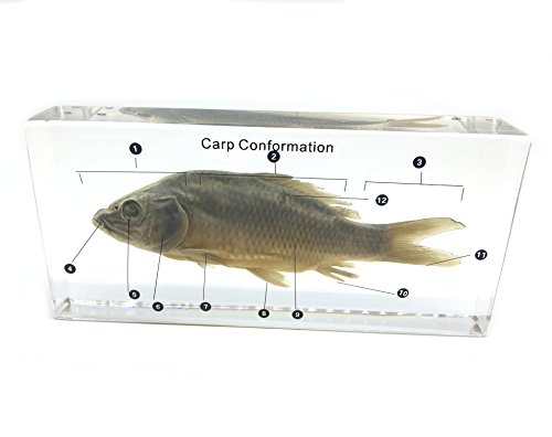 Fish Carp Conformation Specimen in Acrylic Block Paperweights Science Classroom Specimens for Science Education