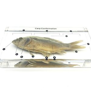 Fish Carp Conformation Specimen in Acrylic Block Paperweights Science Classroom Specimens for Science Education