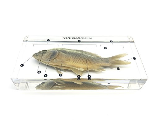 Fish Carp Conformation Specimen in Acrylic Block Paperweights Science Classroom Specimens for Science Education