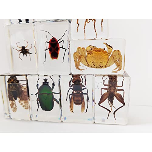 CXUEMH Clear Insect Specimens 12 Pcs Real Animal Specimen Bugs Resin Bug Collection Kit Clear Resin Paperweights for Home and Office Desktop Decor (Clear)