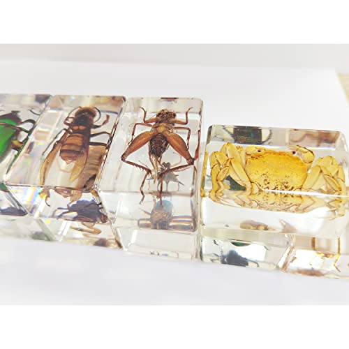 CXUEMH Clear Insect Specimens 12 Pcs Real Animal Specimen Bugs Resin Bug Collection Kit Clear Resin Paperweights for Home and Office Desktop Decor (Clear)