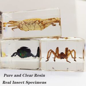 CXUEMH Clear Insect Specimens 12 Pcs Real Animal Specimen Bugs Resin Bug Collection Kit Clear Resin Paperweights for Home and Office Desktop Decor (Clear)