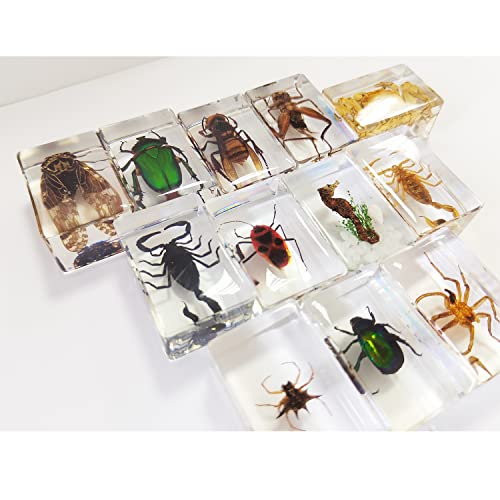 CXUEMH Clear Insect Specimens 12 Pcs Real Animal Specimen Bugs Resin Bug Collection Kit Clear Resin Paperweights for Home and Office Desktop Decor (Clear)