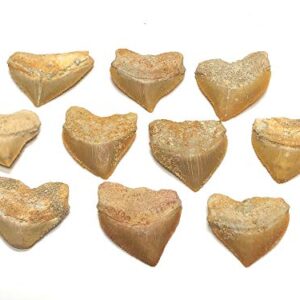 Zentron Crystal Collection Corax Shark Teeth Squalicorax Fossil Tooth 1" (10)