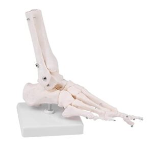 lyou human foot skeletal model, anatomical model of foot bones with fibula, tibia, tarsus, metatarsal and phalanges, wire articulation designed to simulate natural motion