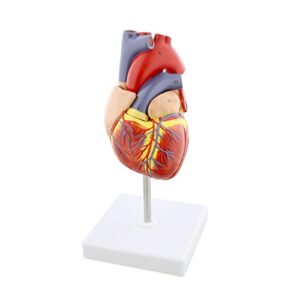 monmed anatomical heart model, human heart anatomy model – 2 part heart models anatomy life size medical heart model