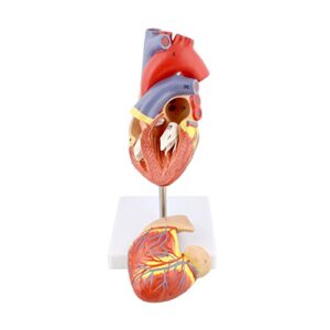 MonMed Anatomical Heart Model, Human Heart Anatomy Model – 2 Part Heart Models Anatomy Life Size Medical Heart Model