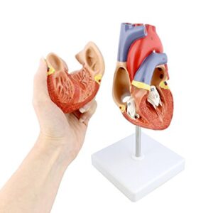 MonMed Anatomical Heart Model, Human Heart Anatomy Model – 2 Part Heart Models Anatomy Life Size Medical Heart Model