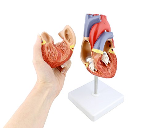 MonMed Anatomical Heart Model, Human Heart Anatomy Model – 2 Part Heart Models Anatomy Life Size Medical Heart Model