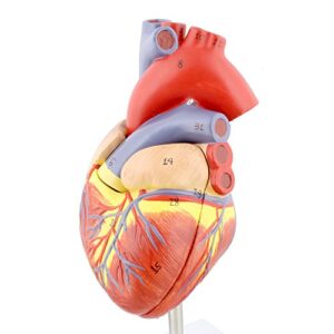 MonMed Anatomical Heart Model, Human Heart Anatomy Model – 2 Part Heart Models Anatomy Life Size Medical Heart Model