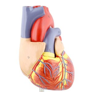 MonMed Anatomical Heart Model, Human Heart Anatomy Model – 2 Part Heart Models Anatomy Life Size Medical Heart Model