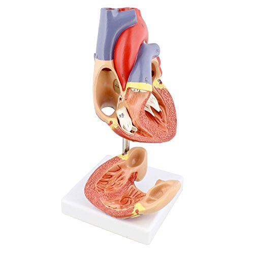 MonMed Anatomical Heart Model, Human Heart Anatomy Model – 2 Part Heart Models Anatomy Life Size Medical Heart Model