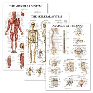 palace learning 3 pack: muscular system + skeletal system + anatomy of the spine poster set – set of 3 anatomical charts – laminated – 18″ x 27″