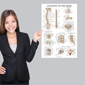 Palace Learning 3 Pack: Muscular System + Skeletal System + Anatomy of the Spine Poster Set - Set of 3 Anatomical Charts - Laminated - 18" x 27"