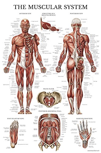 Palace Learning 3 Pack: Muscular System + Skeletal System + Anatomy of the Spine Poster Set - Set of 3 Anatomical Charts - Laminated - 18" x 27"