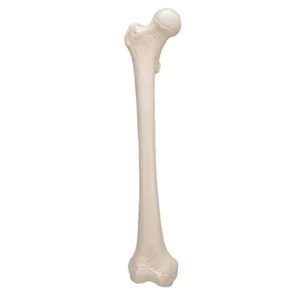 3B Scientific A35/1 Femur - 3B Smart Anatomy