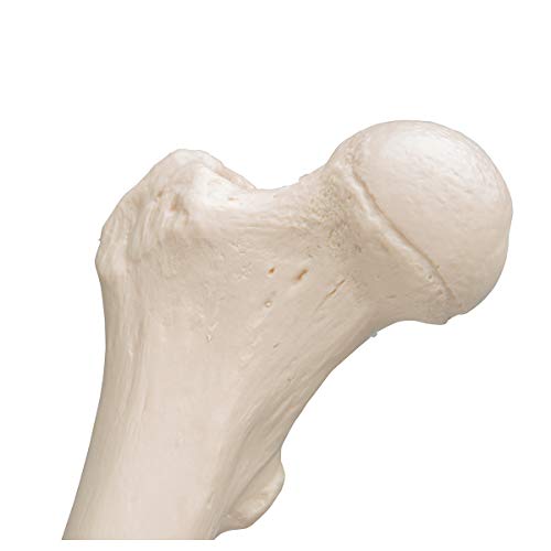 3B Scientific A35/1 Femur - 3B Smart Anatomy