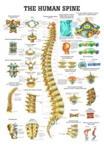 anatomical worldwide ch07 the human spine laminated anatomy chart
