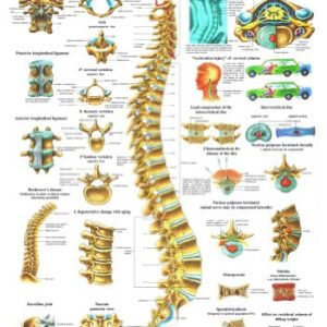 Anatomical Worldwide CH07 The Human Spine Laminated Anatomy Chart