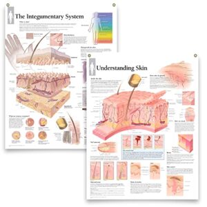 set of 2 laminated medical posters the integumentary system and understanding skin 22″x28″ wall diagrams educational informational doctors office charts