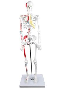 parco scientific pb00014 human skeleton with muscles colored and labeled, half size 33″ (84cm) | wired for natural movement | labelled diagram included