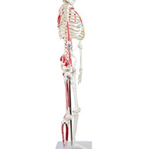 Parco Scientific PB00014 Human Skeleton with Muscles Colored and Labeled, Half Size 33" (84cm) | Wired for Natural Movement | Labelled Diagram Included