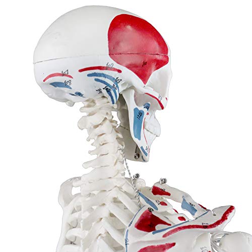 Parco Scientific PB00014 Human Skeleton with Muscles Colored and Labeled, Half Size 33" (84cm) | Wired for Natural Movement | Labelled Diagram Included