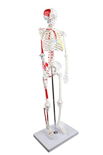 Parco Scientific PB00014 Human Skeleton with Muscles Colored and Labeled, Half Size 33" (84cm) | Wired for Natural Movement | Labelled Diagram Included