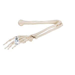 3b scientific a45 arm skeleton – 3b smart anatomy