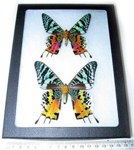 bicbugs urania ripheus pair male female real framed butterfly day flying moth sunset moth madagascar