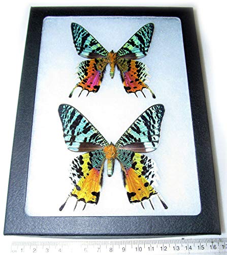 BicBugs Urania ripheus Pair Male Female Real Framed Butterfly Day Flying Moth Sunset Moth Madagascar