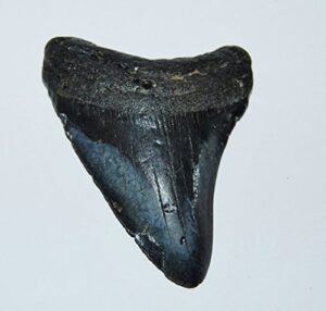 megalodon tooth fossil shark 3.879 inches – up to 25 million years old #1537 7o
