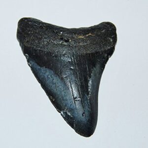 MEGALODON TOOTH Fossil SHARK 3.879 inches - Up to 25 Million Years Old #1537 7o