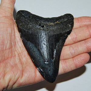 MEGALODON TOOTH Fossil SHARK 3.879 inches - Up to 25 Million Years Old #1537 7o