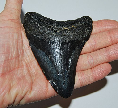 MEGALODON TOOTH Fossil SHARK 3.879 inches - Up to 25 Million Years Old #1537 7o